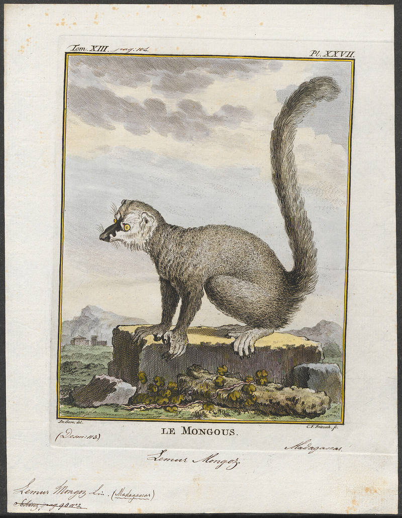 Mongoose Lemur (Eulemur mongoz); DISPLAY FULL IMAGE.