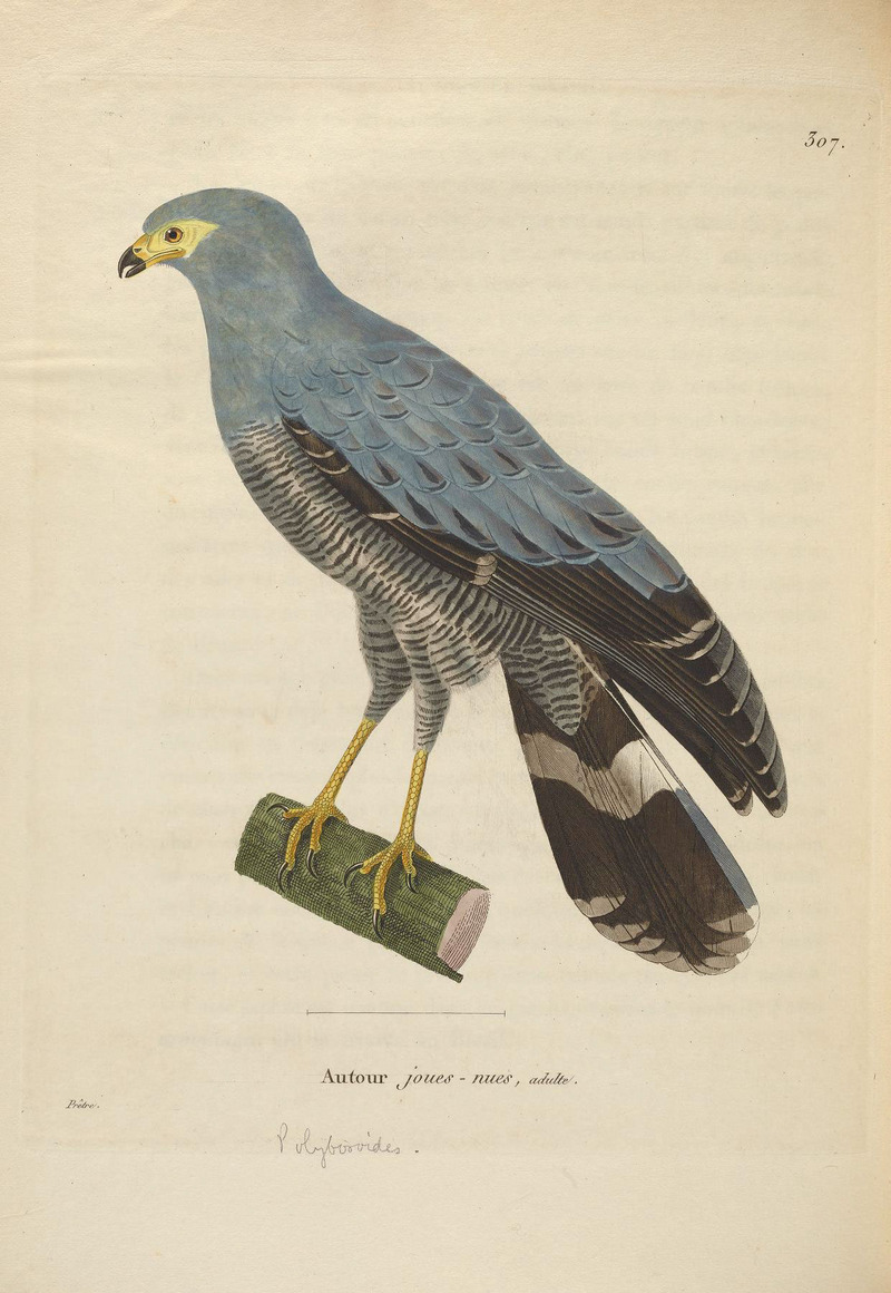 Madagascan harrier-hawk (Polyboroides radiatus); DISPLAY FULL IMAGE.