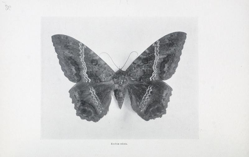 Black Witch Moth (Ascalapha odorata); DISPLAY FULL IMAGE.