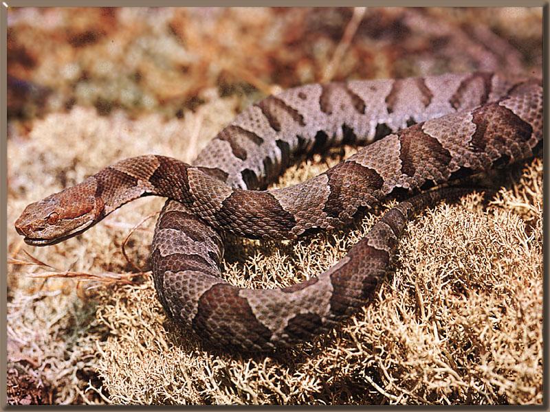 Copperhead snake; DISPLAY FULL IMAGE.