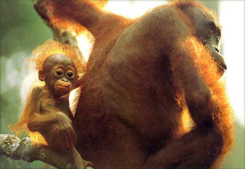 Phoenix Rising Jungle Book 002 - Orangutan (mom and baby); DISPLAY FULL IMAGE.