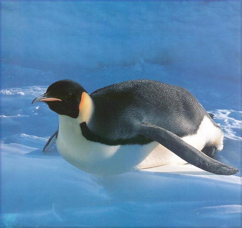 Phoenix Rising Jungle Book 007 - Emperor Penguin (sliding on snow); DISPLAY FULL IMAGE.