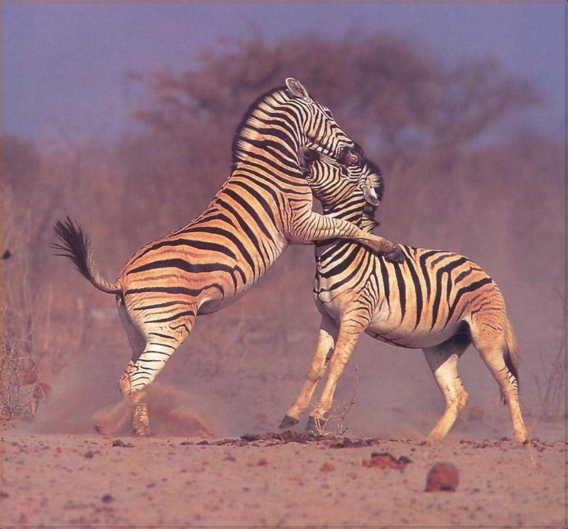 Phoenix Rising Jungle Book 010 - Burchell's Zebras; DISPLAY FULL IMAGE.