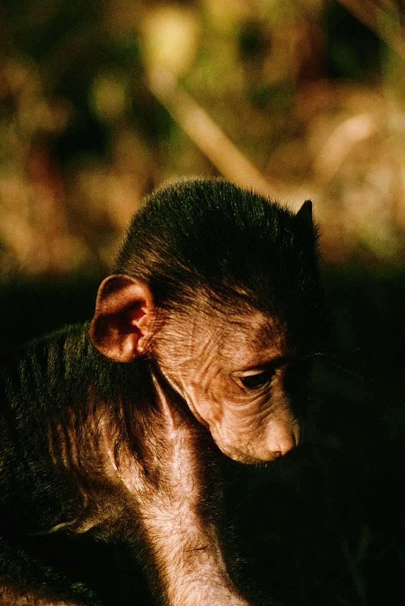 Baby baboon; DISPLAY FULL IMAGE.