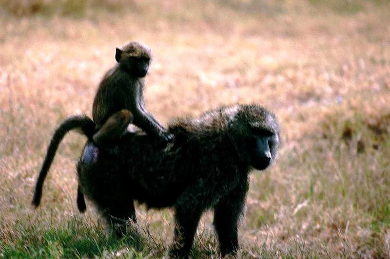 Baboons - mom and baby; DISPLAY FULL IMAGE.