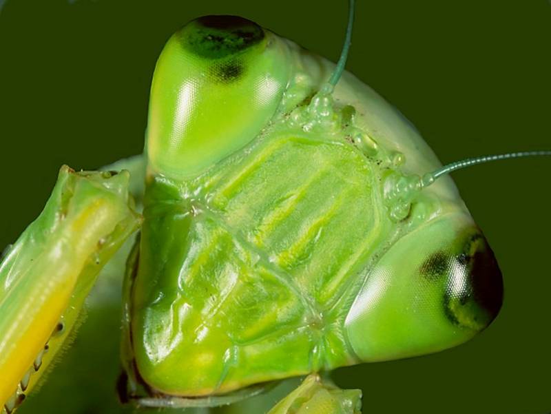 [Animal Eyes] mantis; DISPLAY FULL IMAGE.