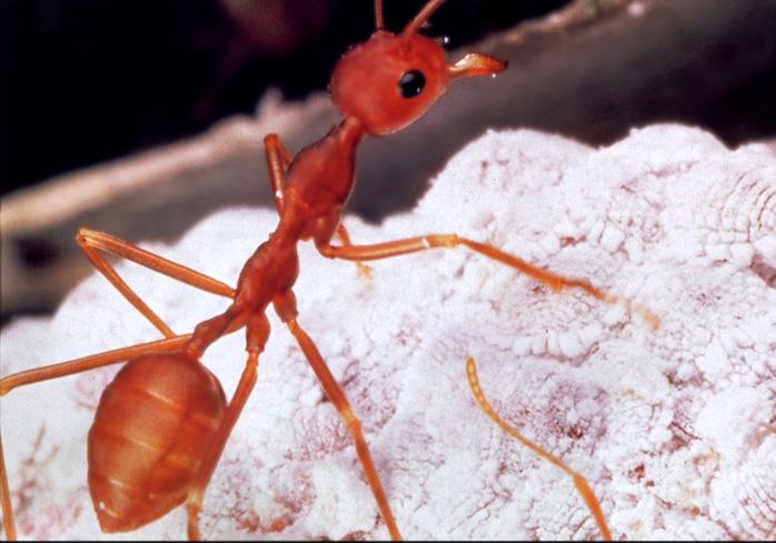 cutter leaf ant queens for sale us