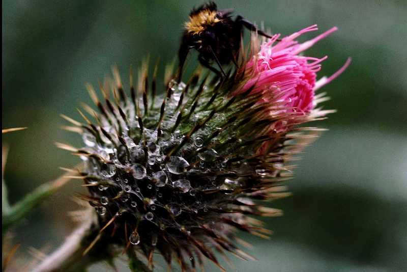 Bee on flower; DISPLAY FULL IMAGE.