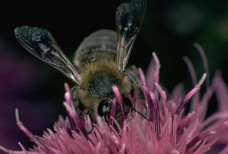 Bee on flower; DISPLAY FULL IMAGE.