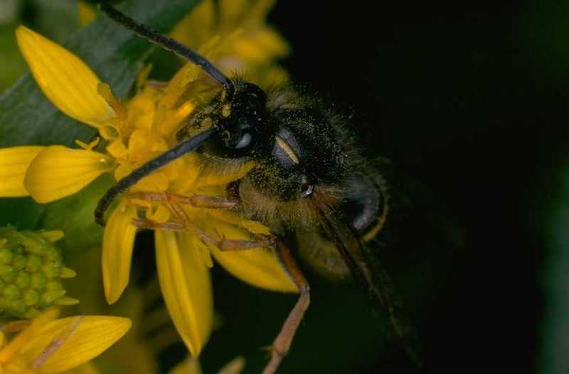 Bee on flower; DISPLAY FULL IMAGE.