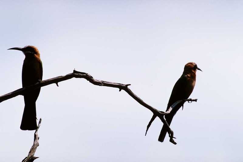 Bee-eaters; DISPLAY FULL IMAGE.