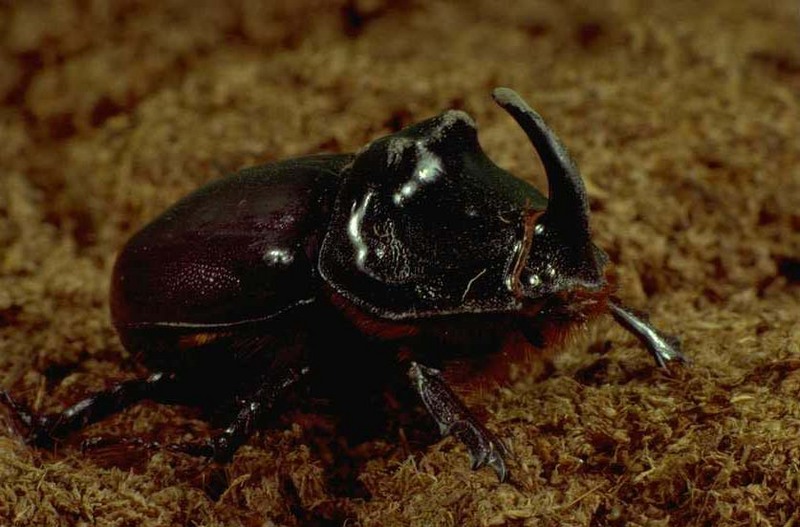 Stag beetle; DISPLAY FULL IMAGE.