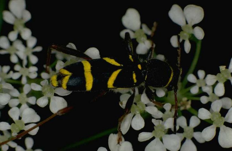Long-horned beetle; DISPLAY FULL IMAGE.