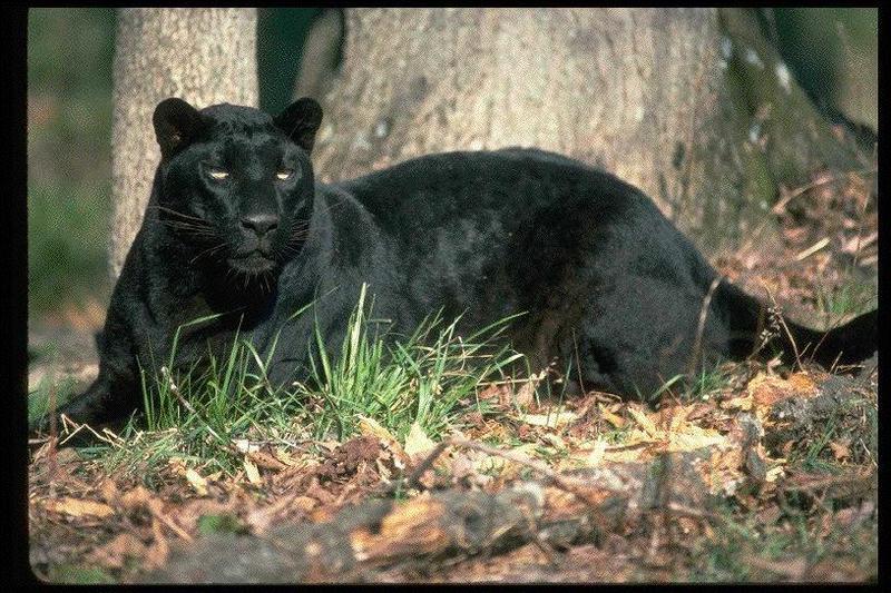 Black panther; DISPLAY FULL IMAGE.