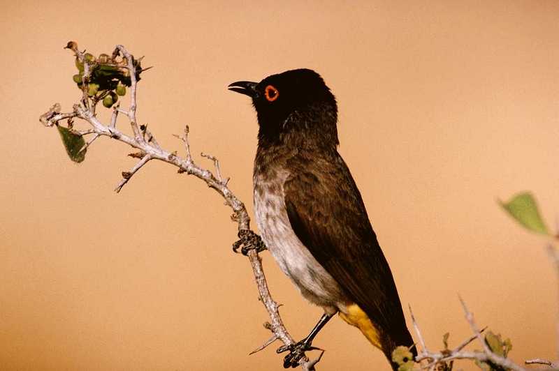 Bulbul; DISPLAY FULL IMAGE.