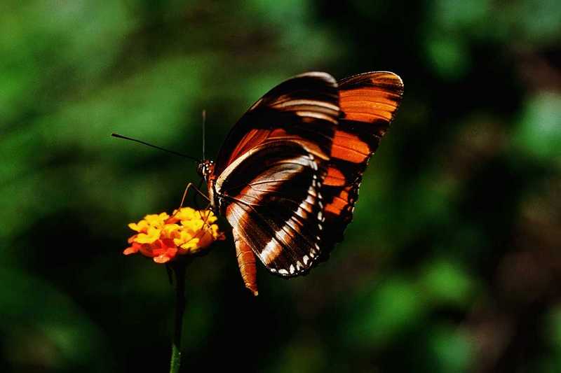 Butterfly; DISPLAY FULL IMAGE.