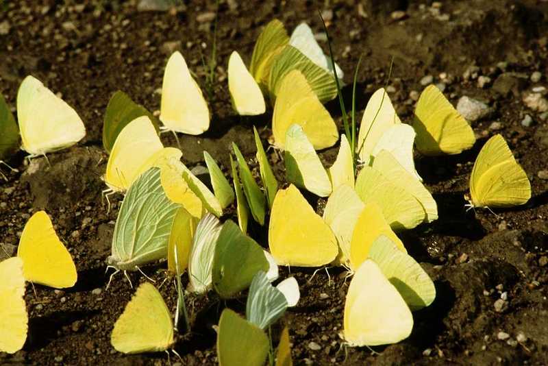 Common cabbage white butterflies?; DISPLAY FULL IMAGE.