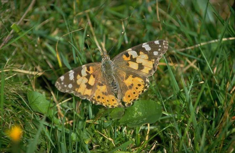 Butterfly; DISPLAY FULL IMAGE.