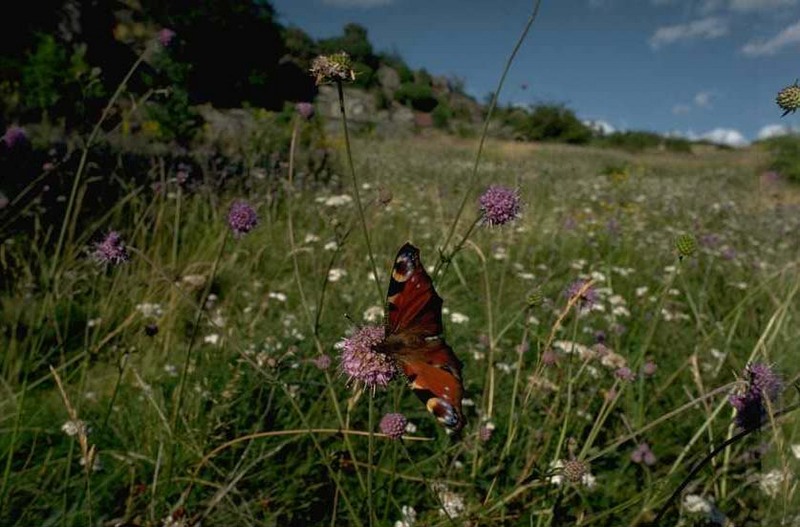 Butterfly; DISPLAY FULL IMAGE.