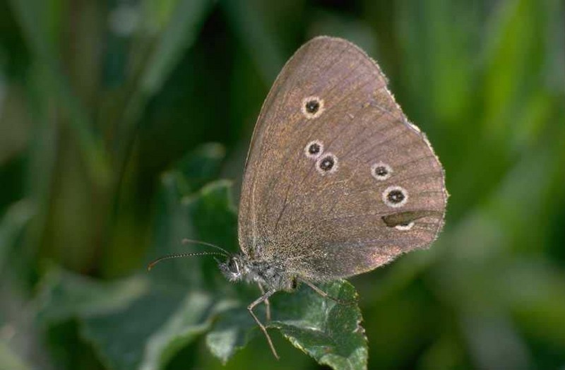 Butterfly; DISPLAY FULL IMAGE.