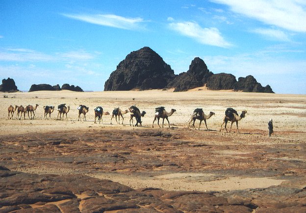 Dromedary Camels; Image ONLY