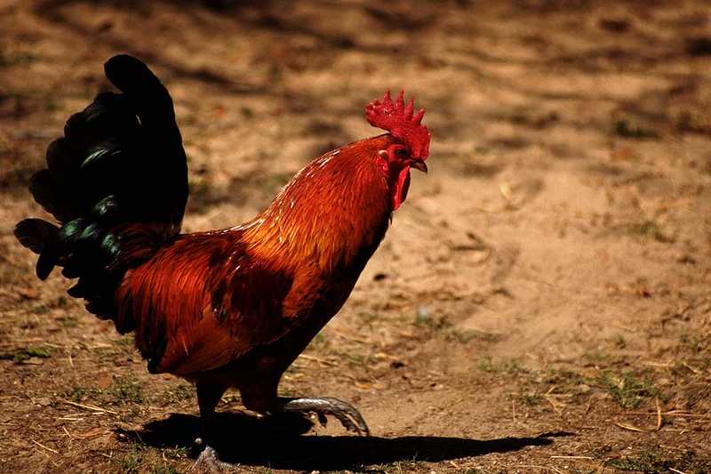 Domestic Chicken - Rooster; DISPLAY FULL IMAGE.