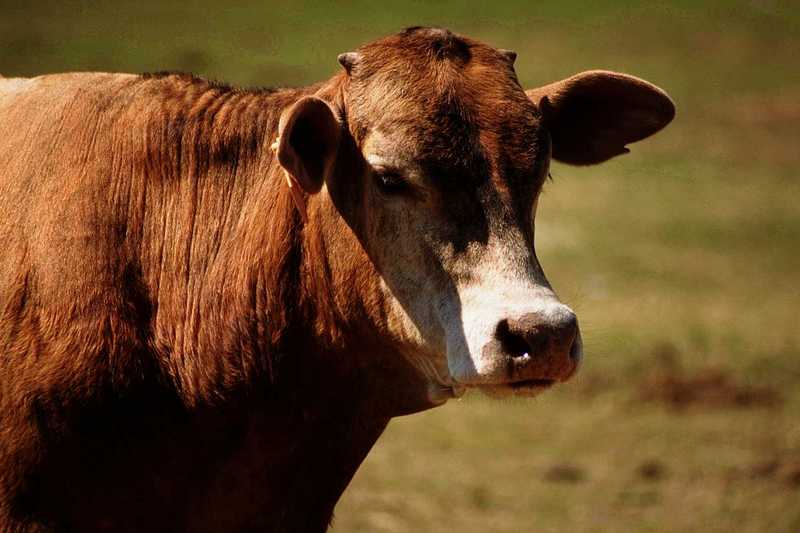 Cattle : cow; DISPLAY FULL IMAGE.