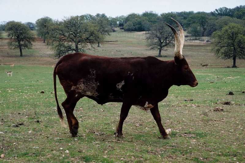 Cattle : bull; DISPLAY FULL IMAGE.