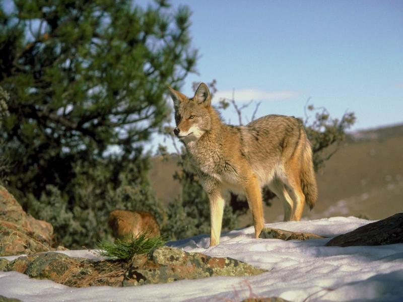 Coyote; DISPLAY FULL IMAGE.