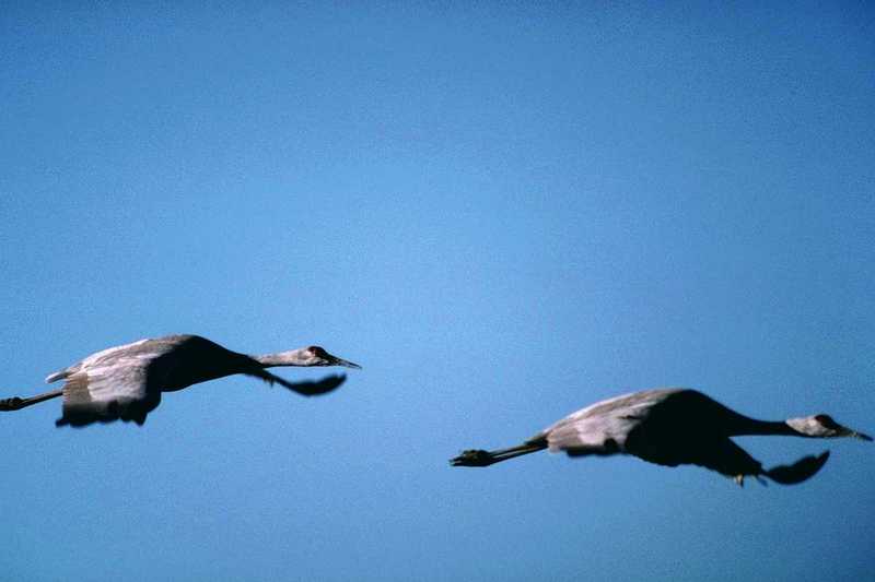 Cranes in flight; DISPLAY FULL IMAGE.