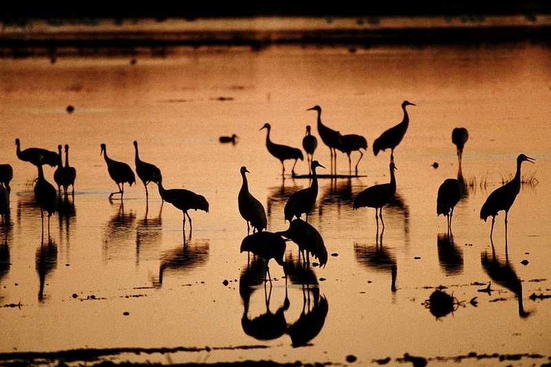 Crane flock; DISPLAY FULL IMAGE.