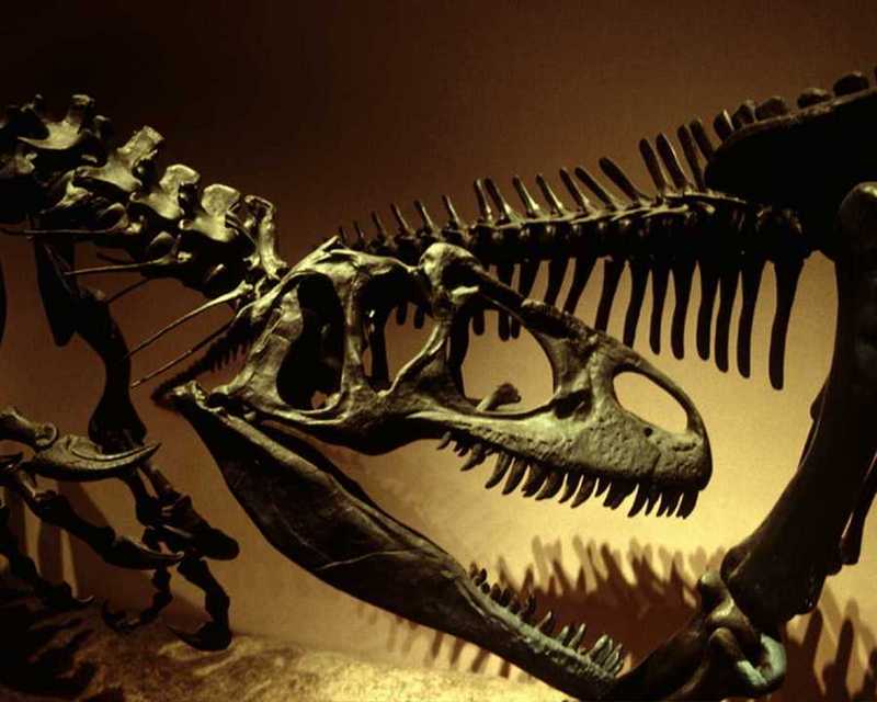 Dinosaur Skeleton; DISPLAY FULL IMAGE.