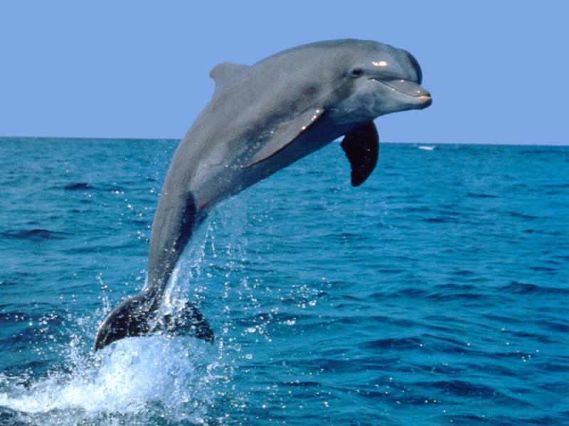 Dolphin; DISPLAY FULL IMAGE.