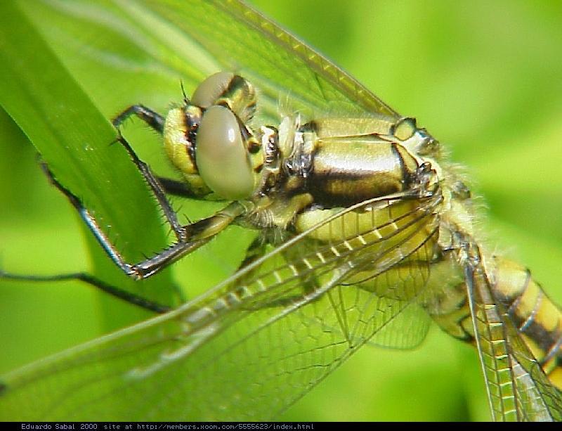 Dragonfly : Black-tailed Skimmer; DISPLAY FULL IMAGE.