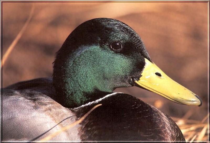 Mallard Drake; DISPLAY FULL IMAGE.