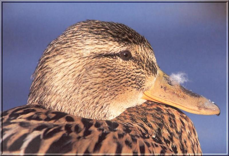Mallard Duck; DISPLAY FULL IMAGE.