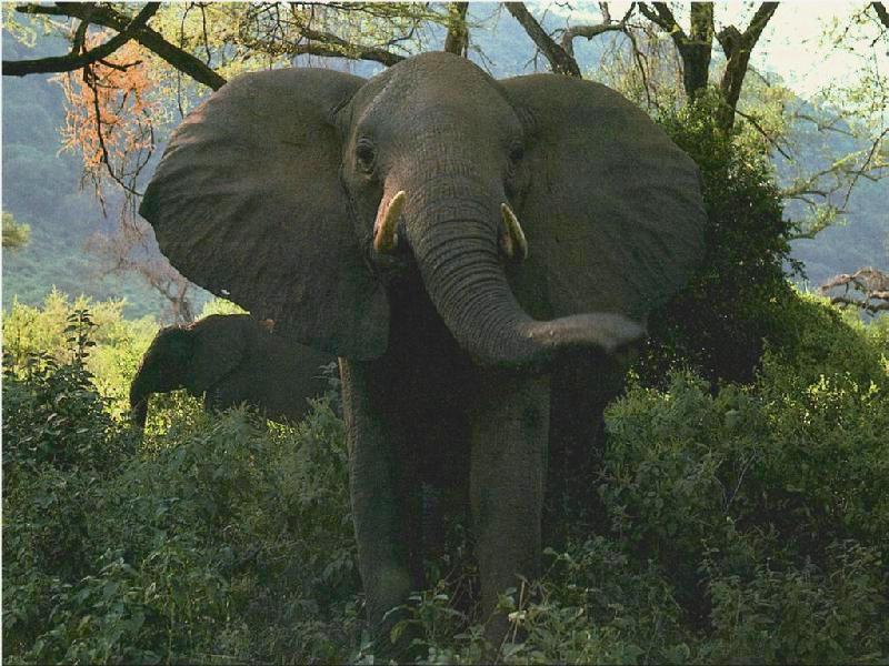 African Elephant; DISPLAY FULL IMAGE.