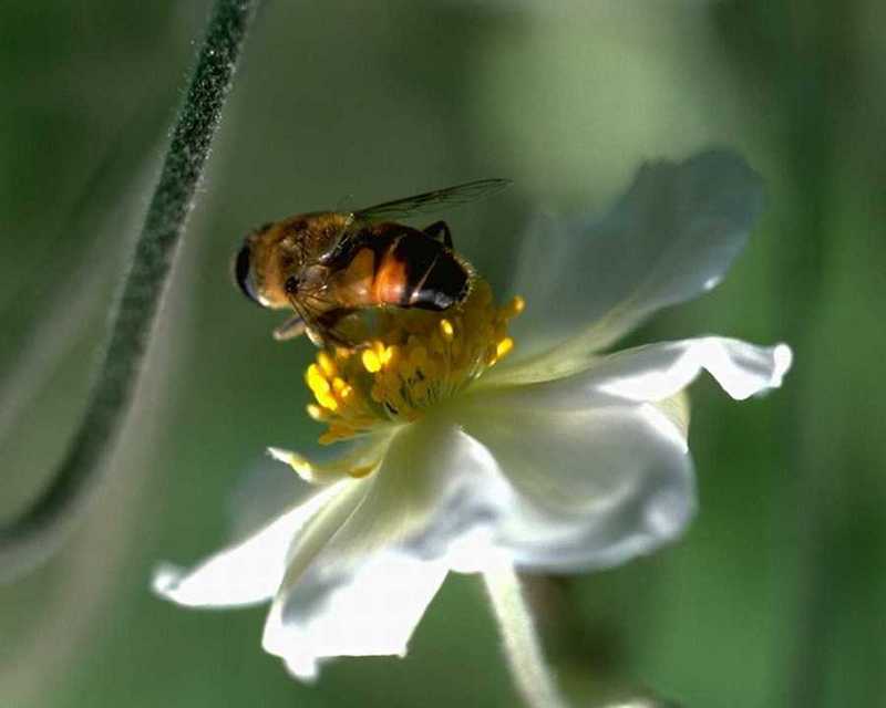 hoverfly on flower; DISPLAY FULL IMAGE.