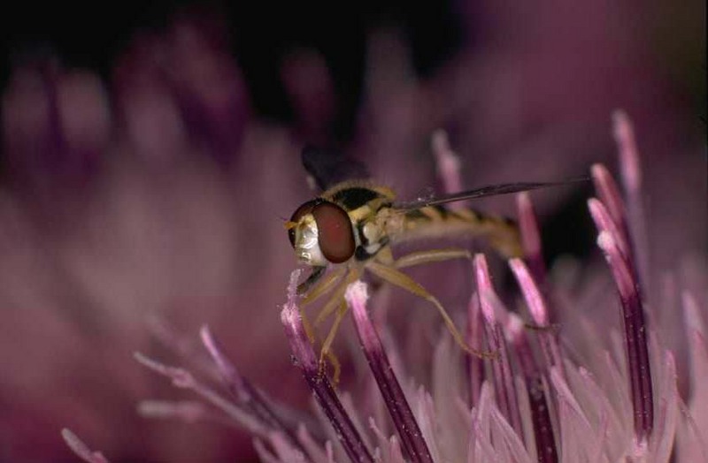 Hoverfly; DISPLAY FULL IMAGE.