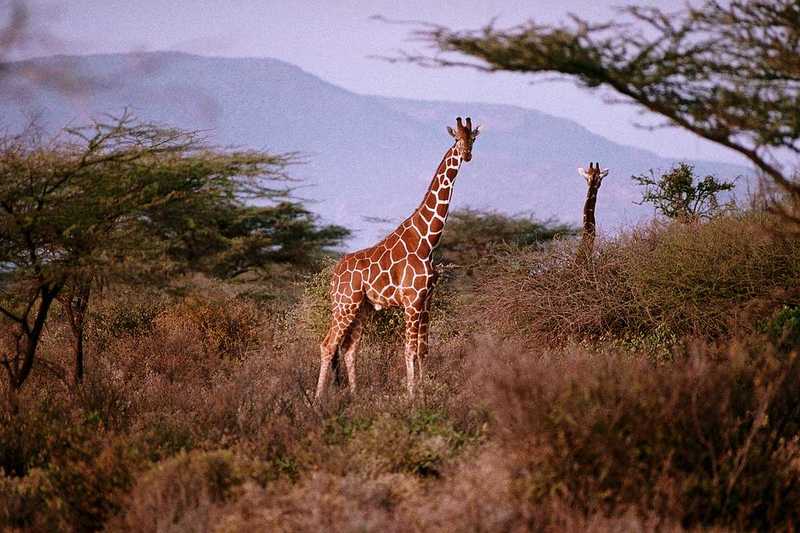 Giraffes; DISPLAY FULL IMAGE.