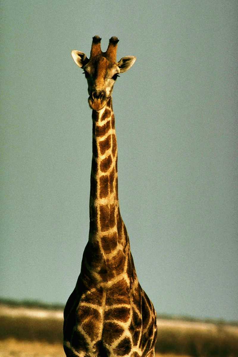 Giraffe (Giraffa camelopardalis); DISPLAY FULL IMAGE.