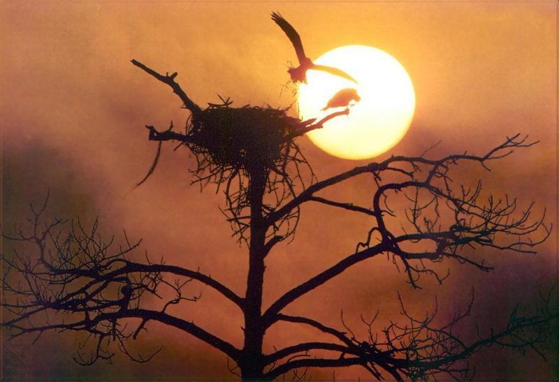Phoenix Rising Jungle Book 017 - Osprey's sunset nest; DISPLAY FULL IMAGE.