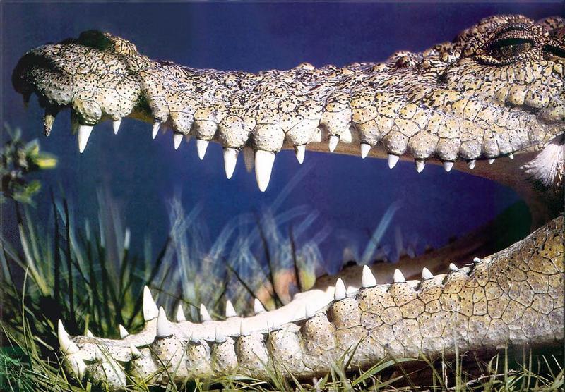 Phoenix Rising Jungle Book 029 - Saltwater Crocodile; DISPLAY FULL IMAGE.