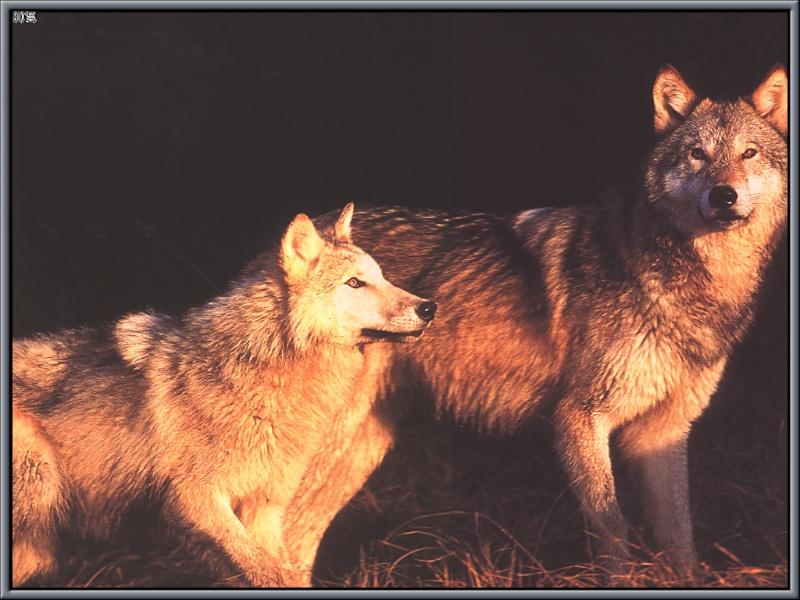 Gray Wolves; DISPLAY FULL IMAGE.