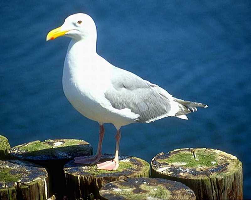 Herring gull; DISPLAY FULL IMAGE.