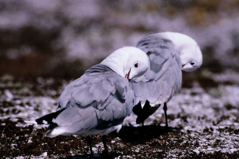 Gulls; DISPLAY FULL IMAGE.