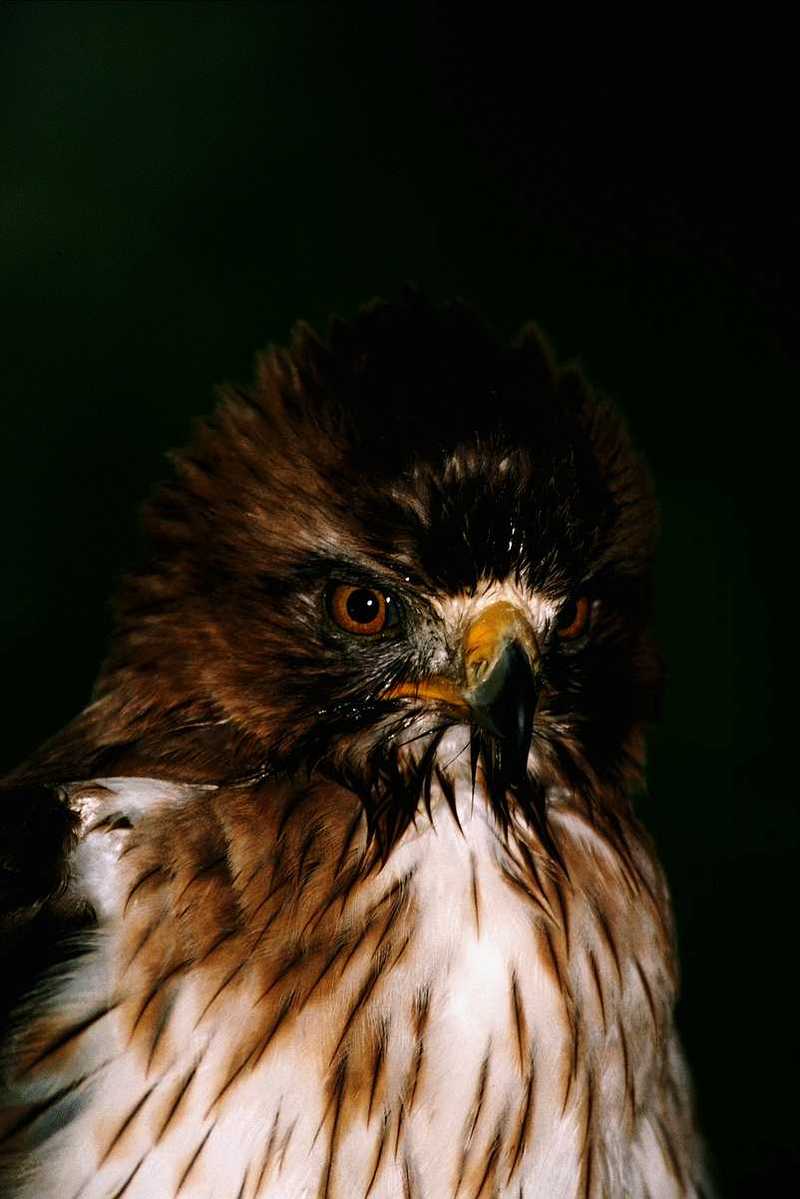 Hawk; DISPLAY FULL IMAGE.