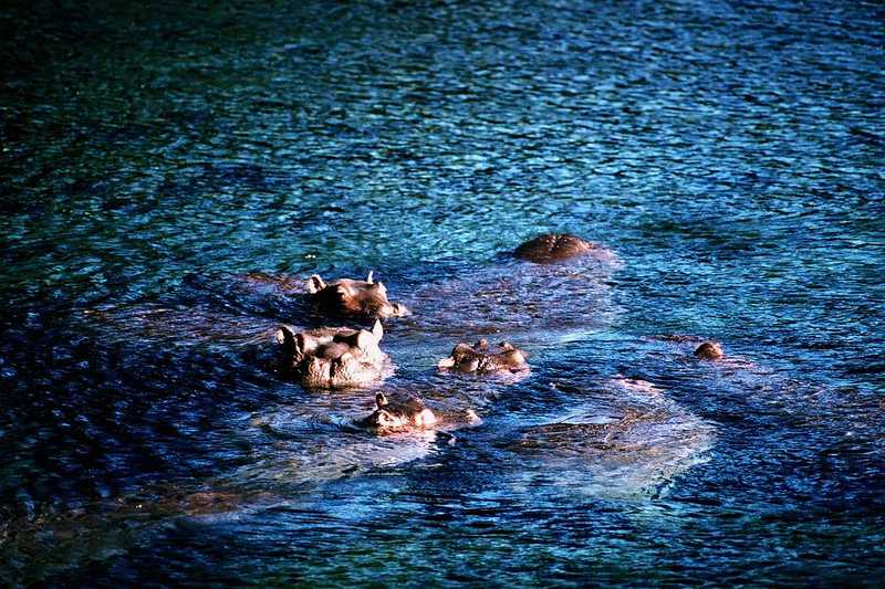 Hippo herd in water; DISPLAY FULL IMAGE.