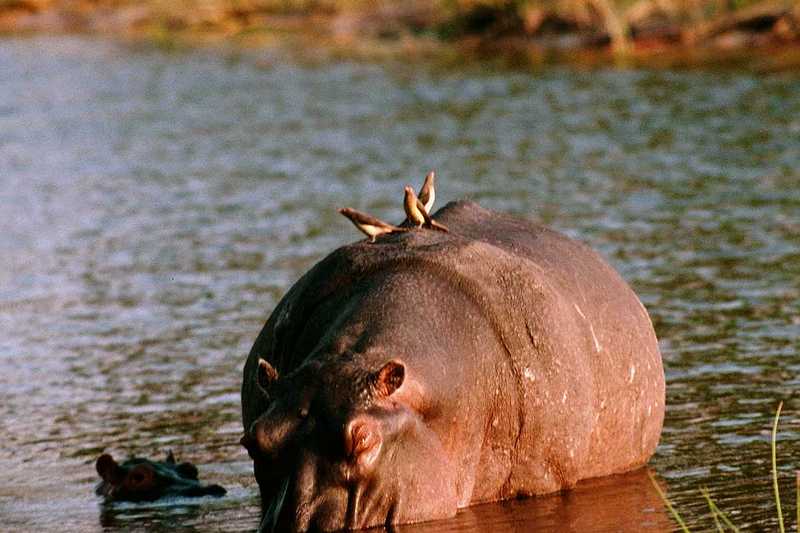 Oxpeckers on hippo; DISPLAY FULL IMAGE.