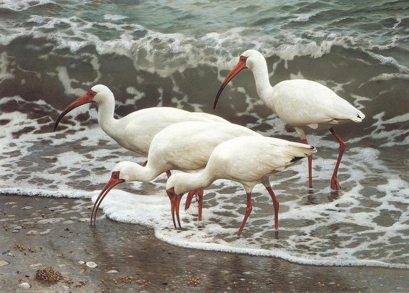 Animal Art : Carl Brenders - Shoreline Quartet (Ibis); DISPLAY FULL IMAGE.
